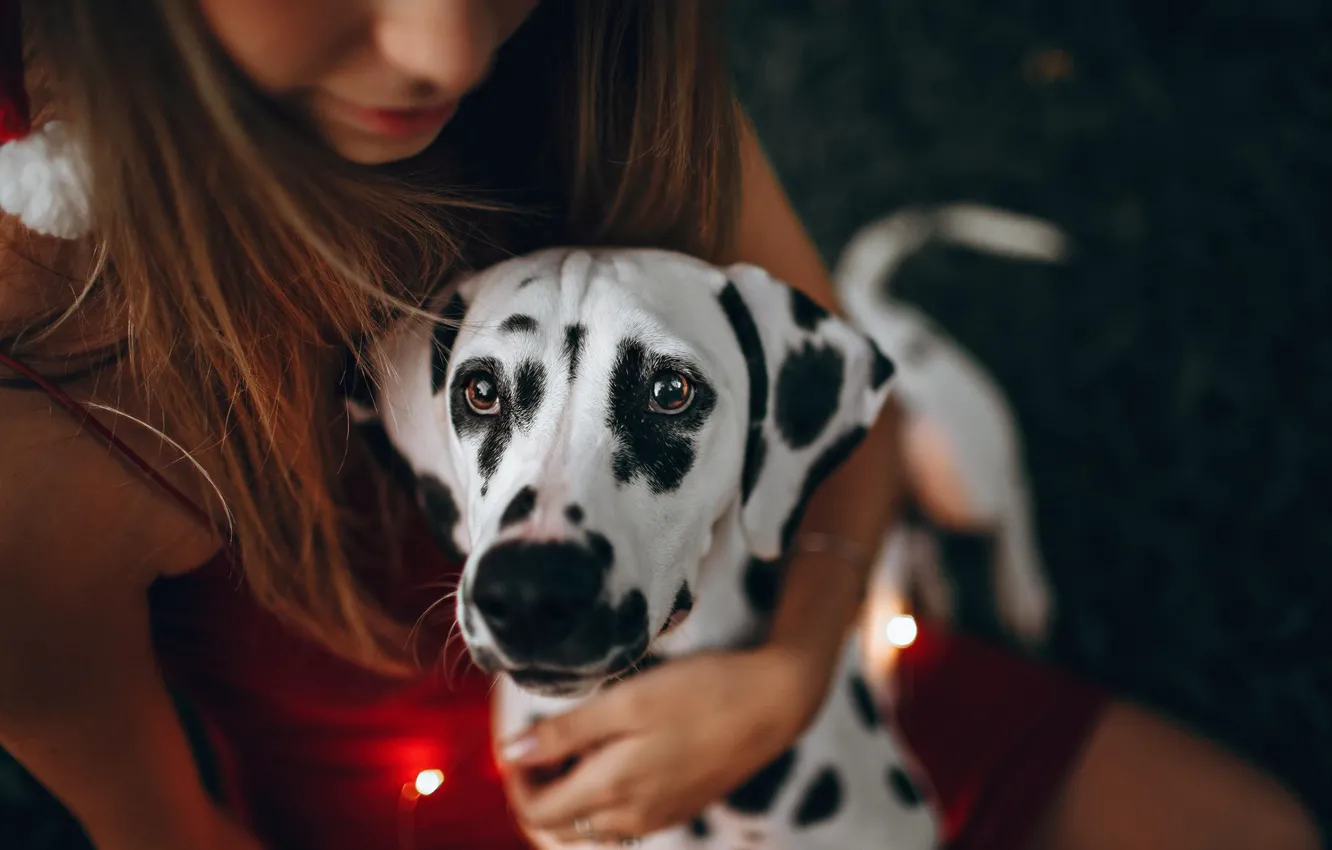 Фото обои взгляд, девушка, собака, далматинец