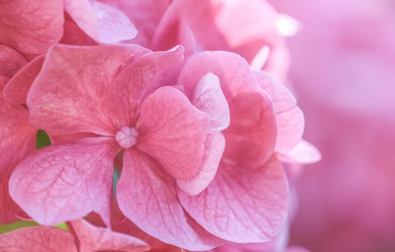 Фото обои макро, цветы, розовый, гортензия