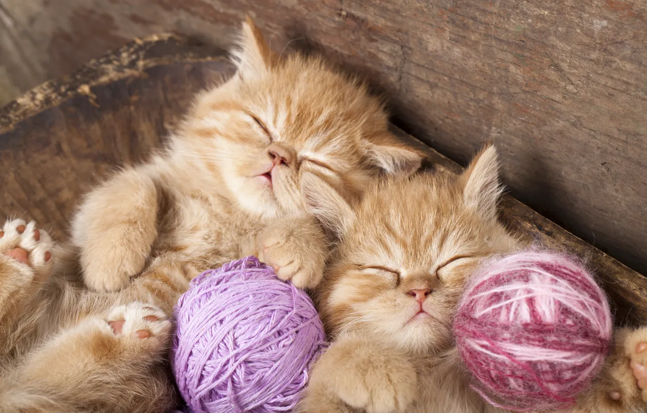 Фото обои сон, котята, рыжие, нитки, клубки, двойняшки, спящие