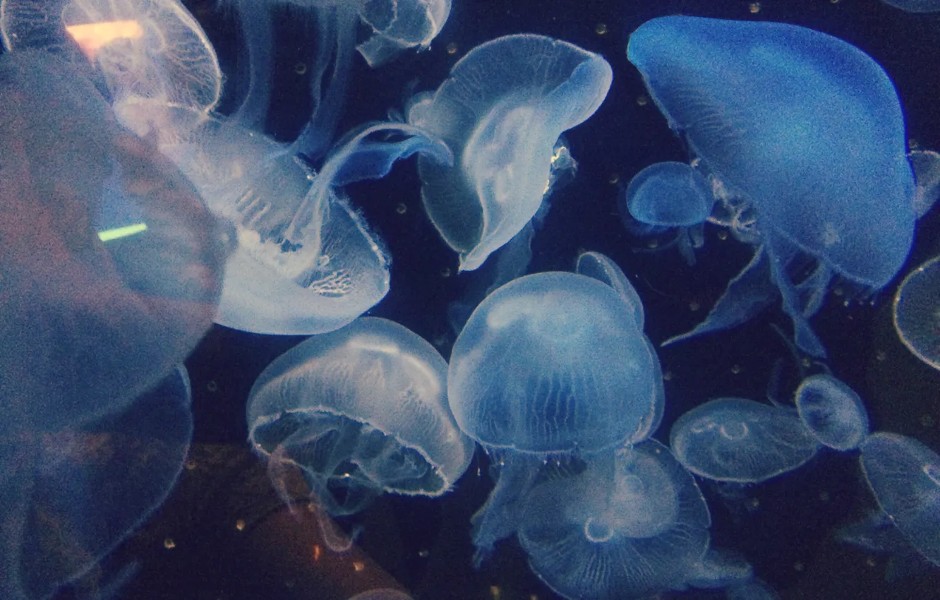 Фото обои медузы, под водой, M555