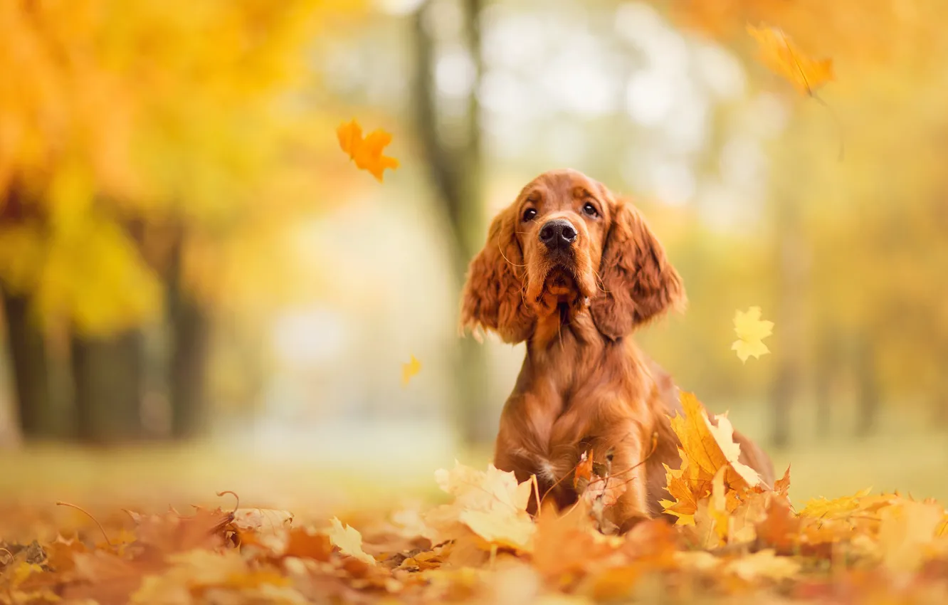 Фото обои грусть, осень, взгляд, морда, парк, листва, собака, нос