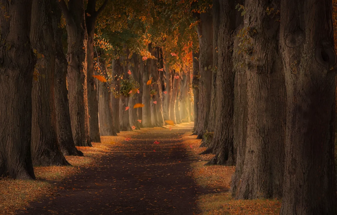 Фото обои осень, листья, парк, аллея, park, autumn, leaves, alley