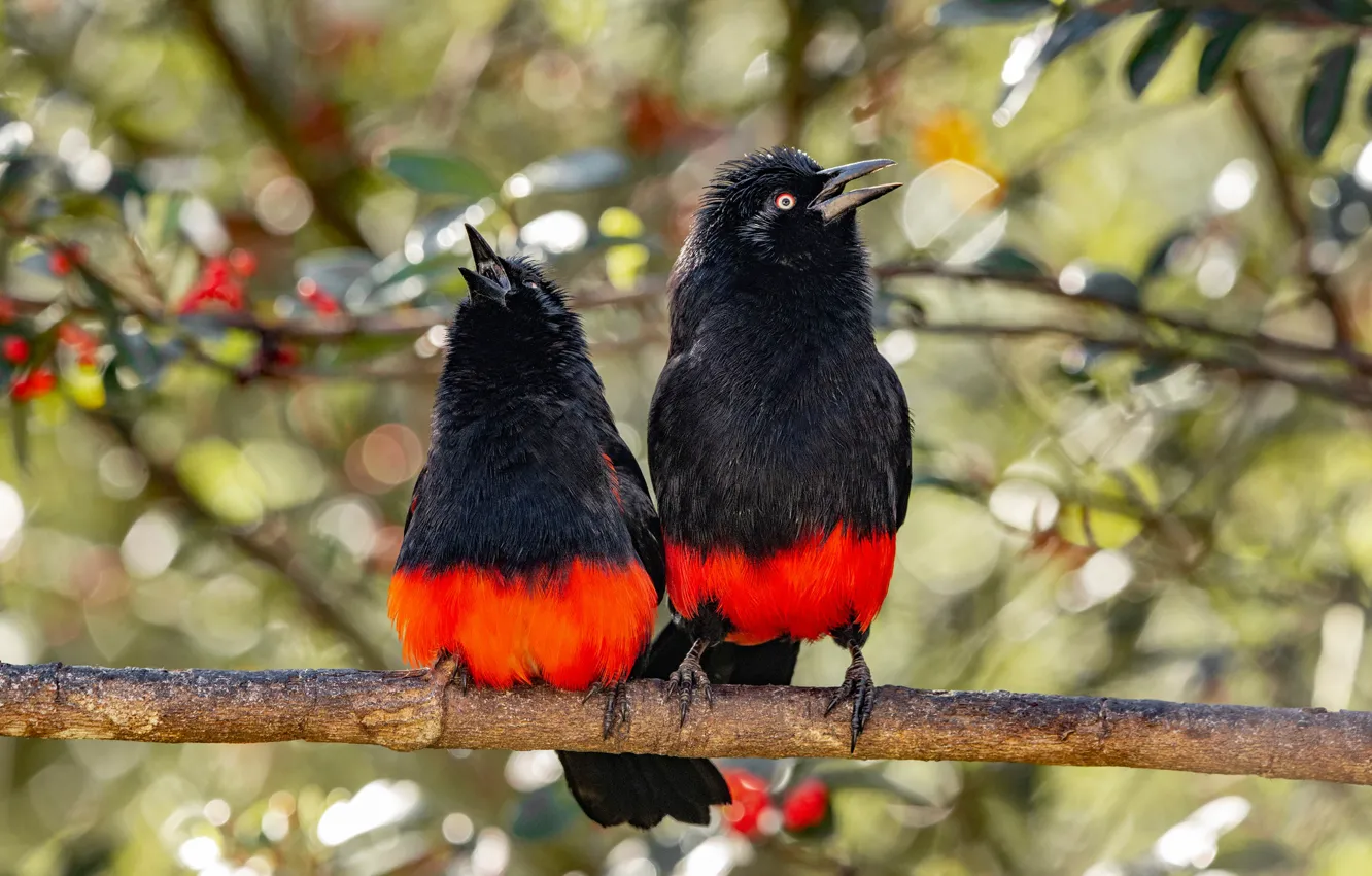 Фото обои ветки, ягоды, птица, листва, яркие, две, пара, парочка