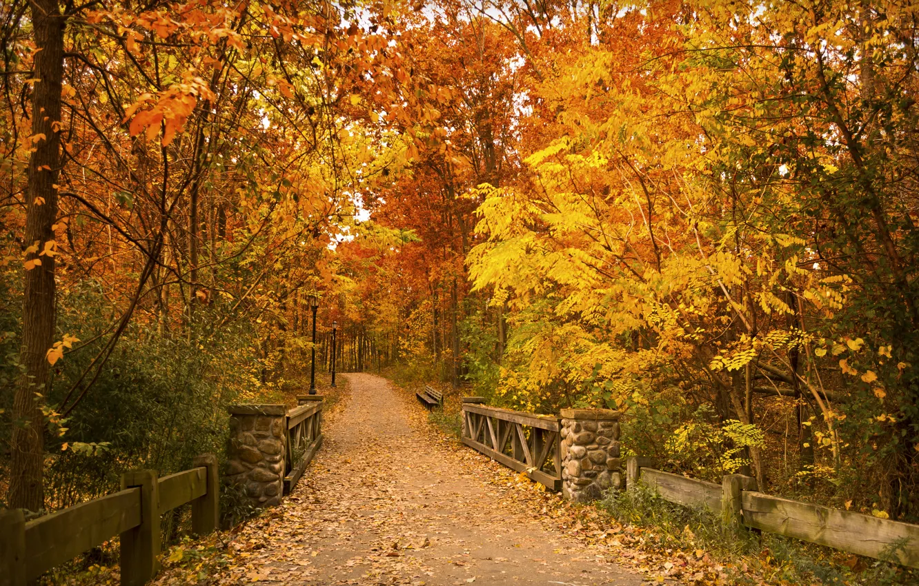 Фото обои осень, листья, деревья, мост, парк, путь, скамейки, фонарные столбы