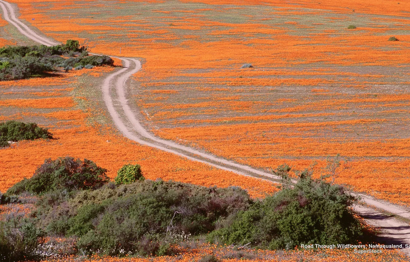 Фото обои Wallpaper, Widescreen, Road, Fullscreen, S. Africa, Wildflowers, Namaqualand