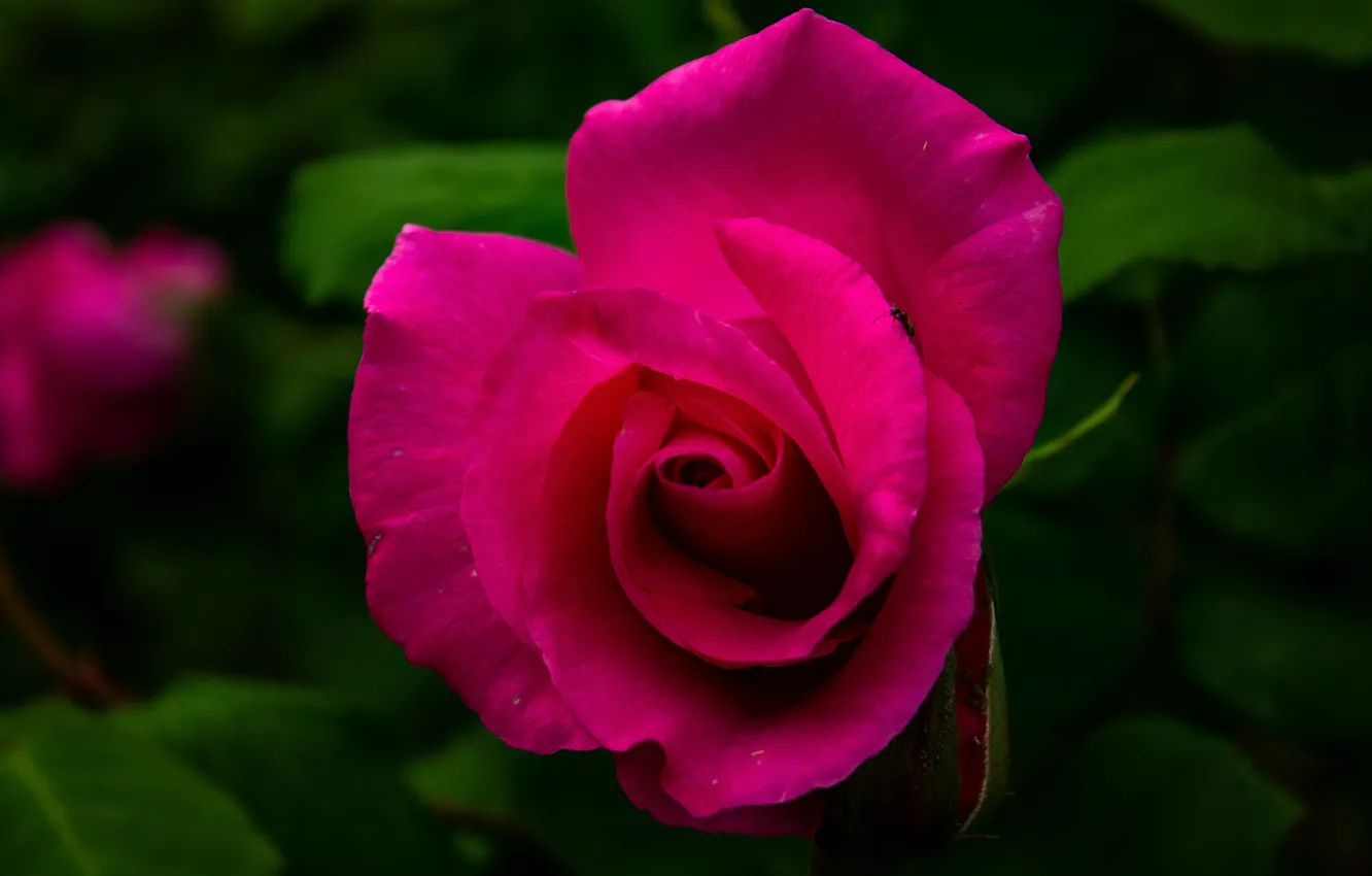 Фото обои цветок, макро, темный фон, розовая, роза, бутон