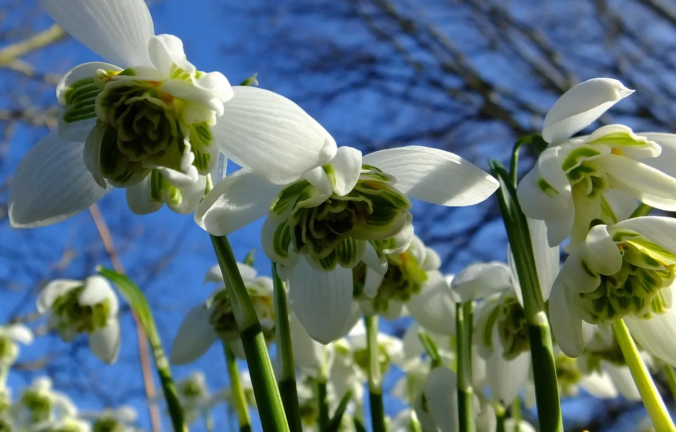 Фото обои небо, подснежники, Snowdrops