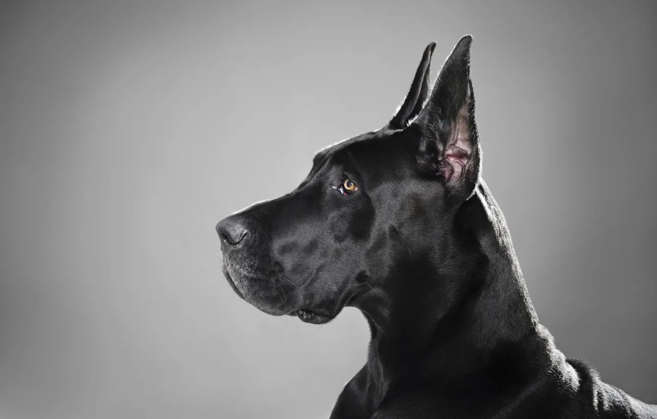 Фото обои черный, собака, профиль, порода, немецкий дог