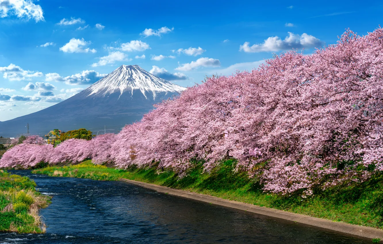 Фото обои река, весна, Япония, сакура, Japan, цветение, гора Фуджи, river