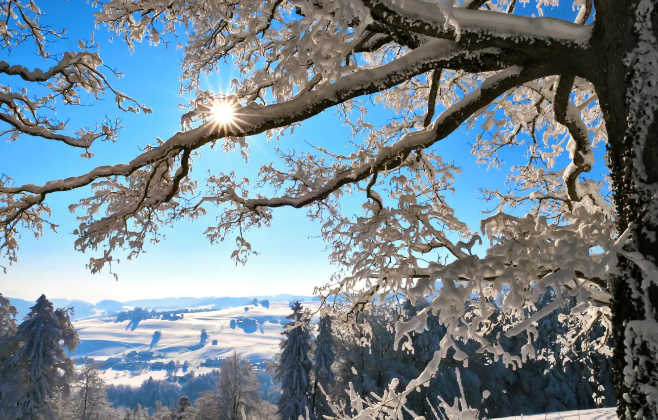 Фото обои зима, солнце, снег, горы, ветки, дерево, Швейцария, Switzerland