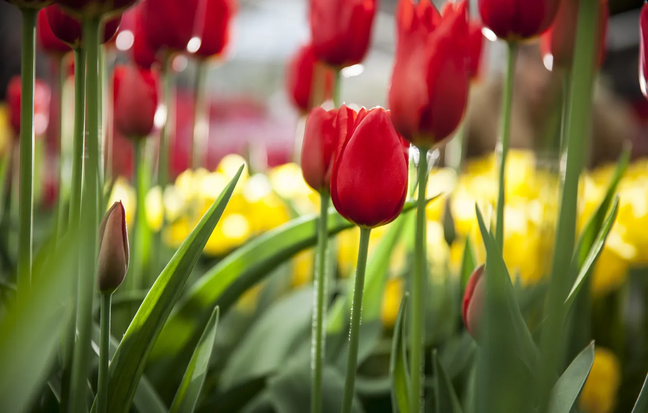 Фото обои цветы, природа, фокус, весна, тюльпаны, красные