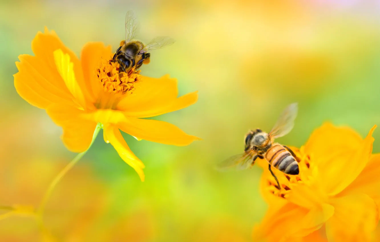 Фото обои цветы, две, желтые, пчелы, космея