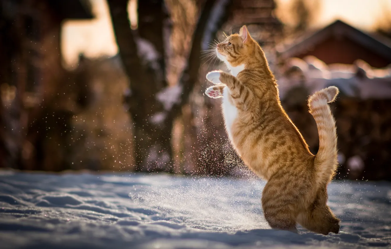 Фото обои зима, кот, снег, рыжий, котэ, на задних лапах