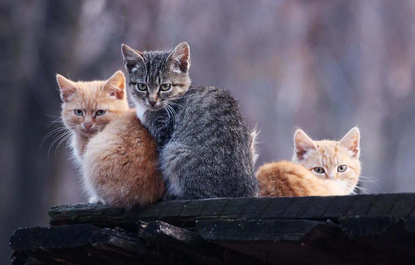 Фото обои серый, коты, котята, рыжие