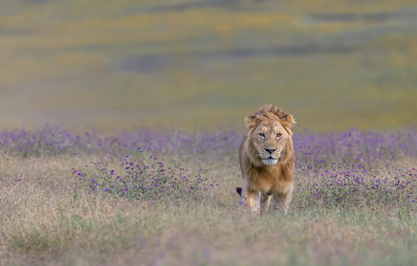 Фото обои лев, саванна, lion, savannah, hong chen