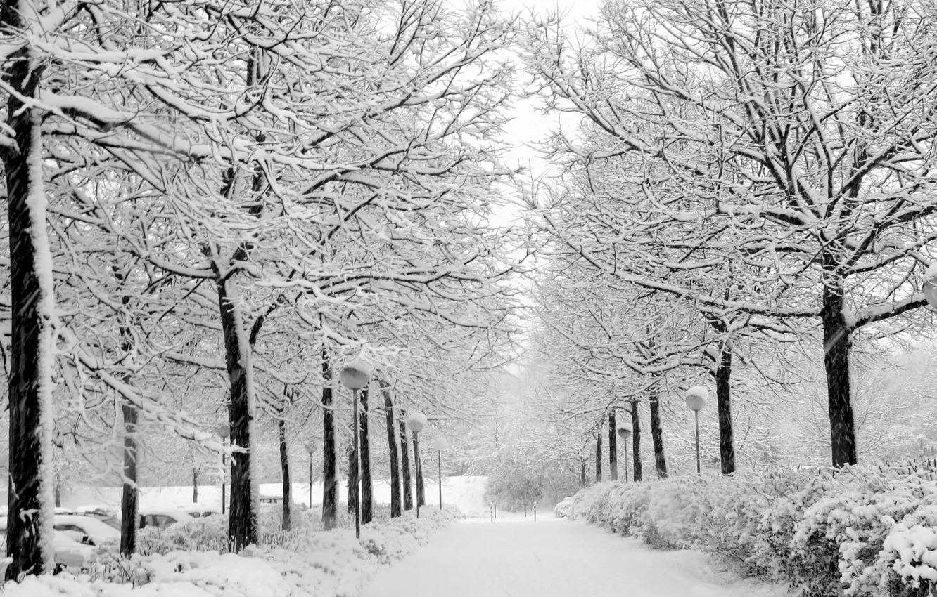 Фото обои зима, снег, Природа