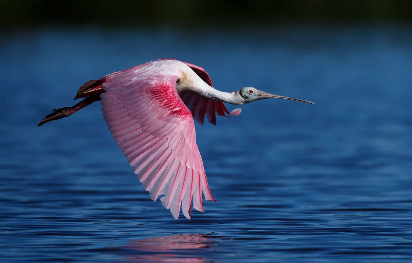 Фото обои вода, птица, полёт, Розовая колпица, семейства ибисовых