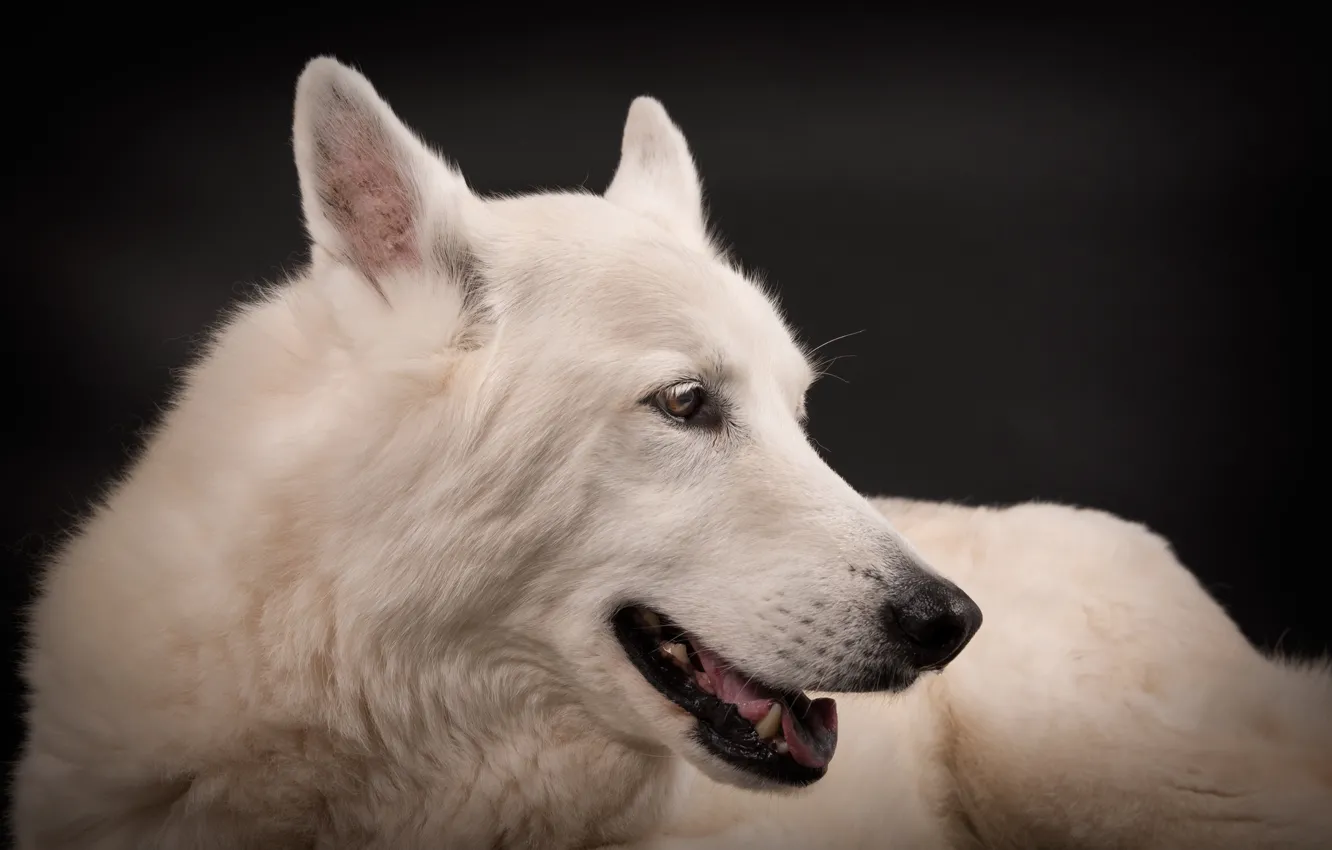 Фото обои морда, портрет, собака, белая, чёрный фон