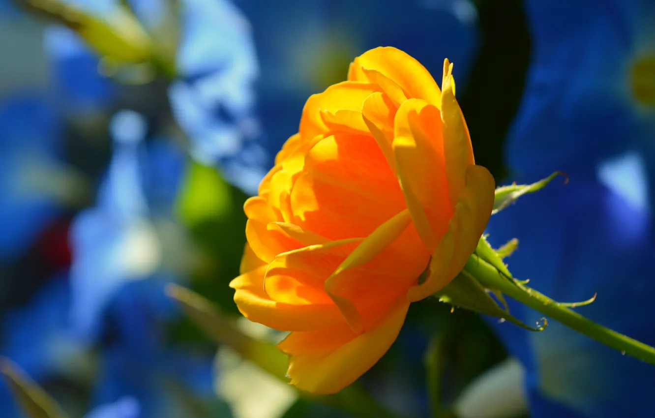 Фото обои Цветок, Flower, Боке, Boke, Yellow rose, Жёлтая роза