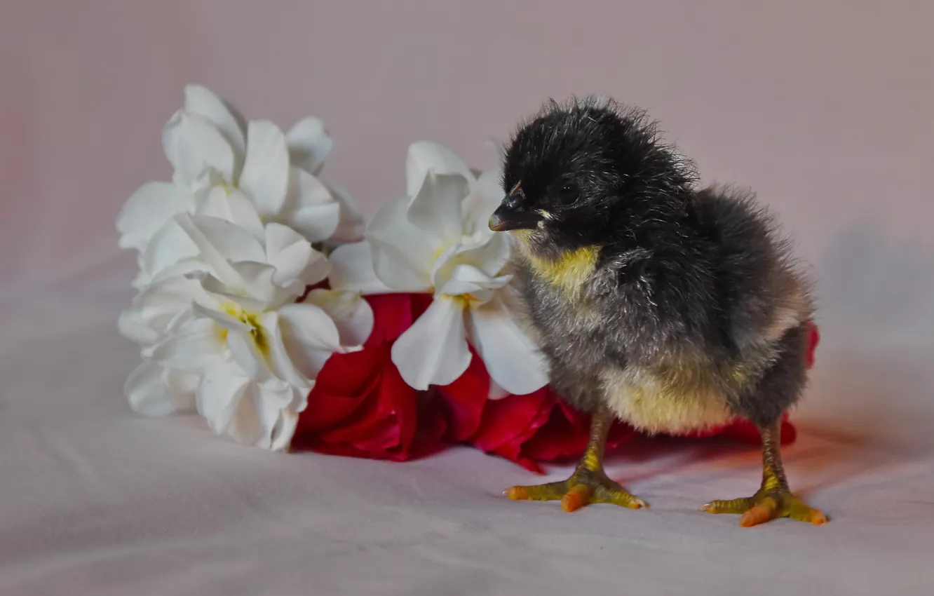 Фото обои природа, цыплята, весна