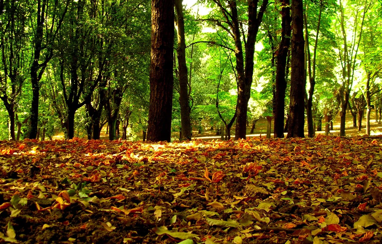 Фото обои wood, autumn, leaf