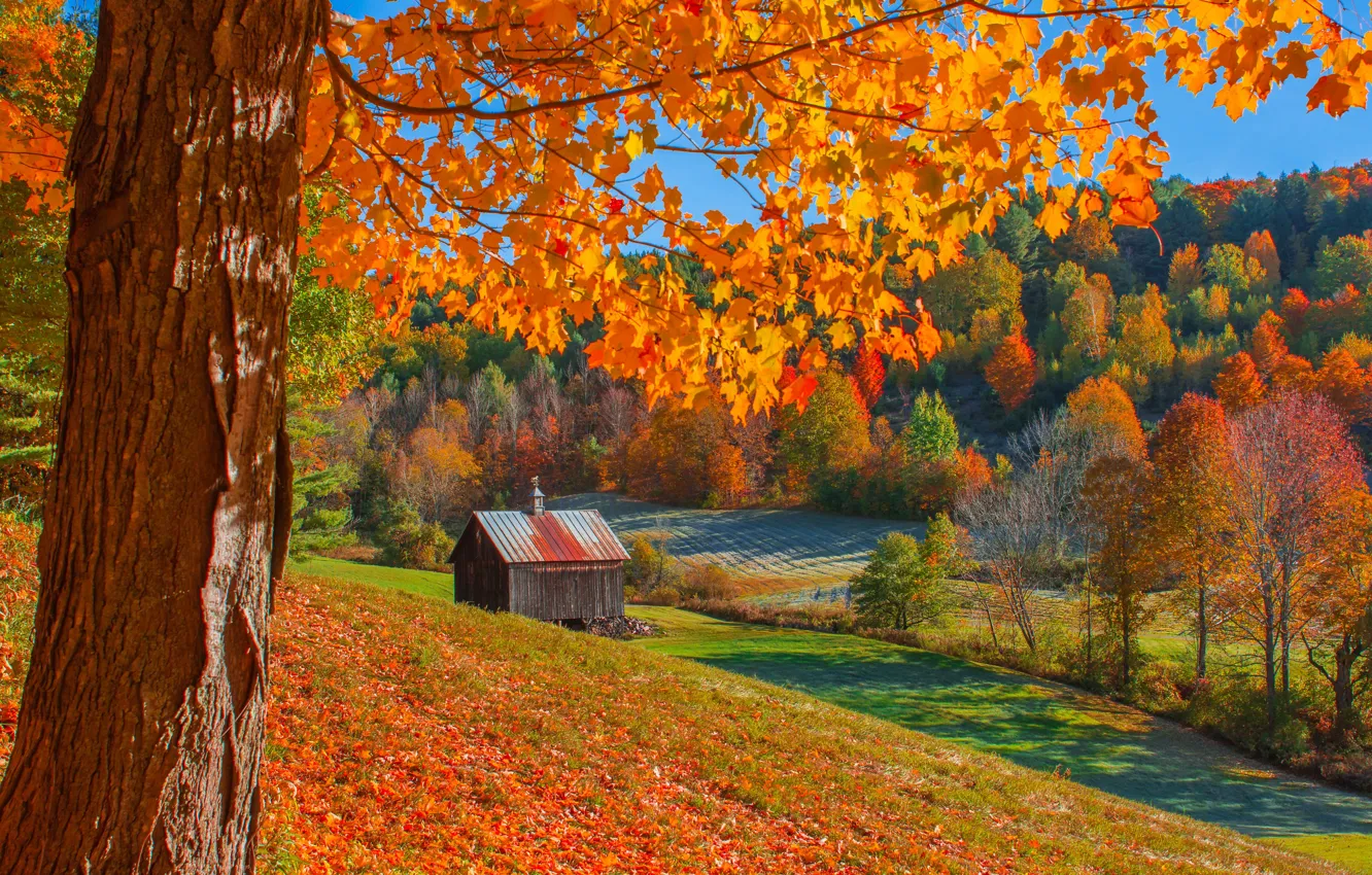 Фото обои осень, лес, деревья, сарай, Вудсток, Vermont, Вермонт, Woodstock