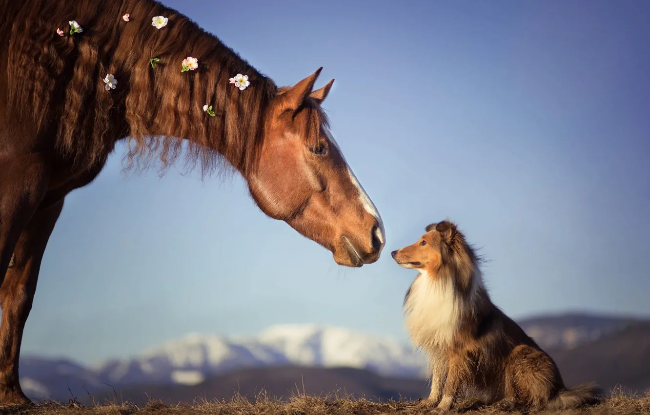 Фото обои животные, лошадь, собака, парочка, пёс, шелти