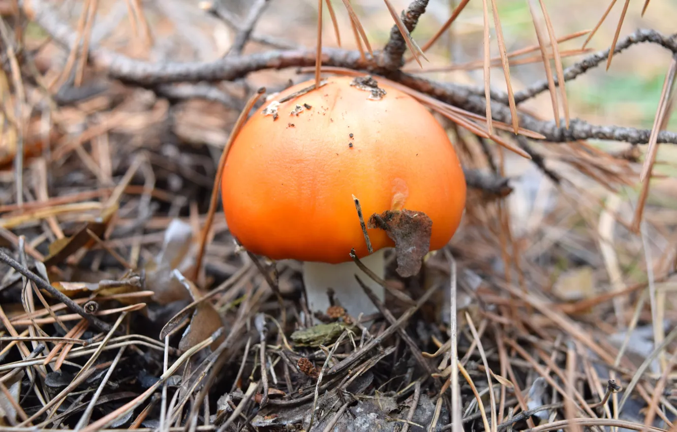 Фото обои осень, лес, гриб, мухомор, хвоя, широформатный