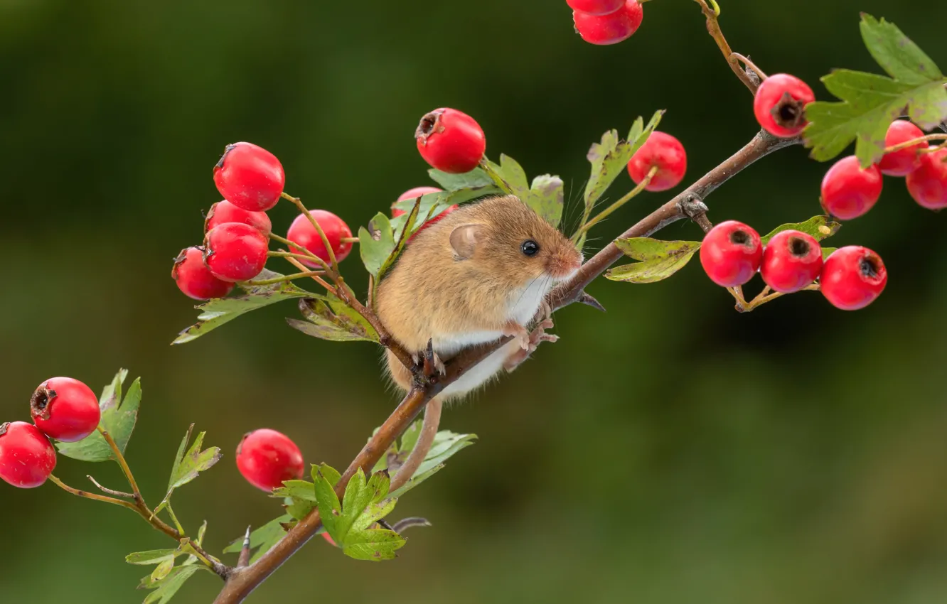 Фото обои ягоды, фон, ветка, мышка, грызун, боярышник, мышь-малютка