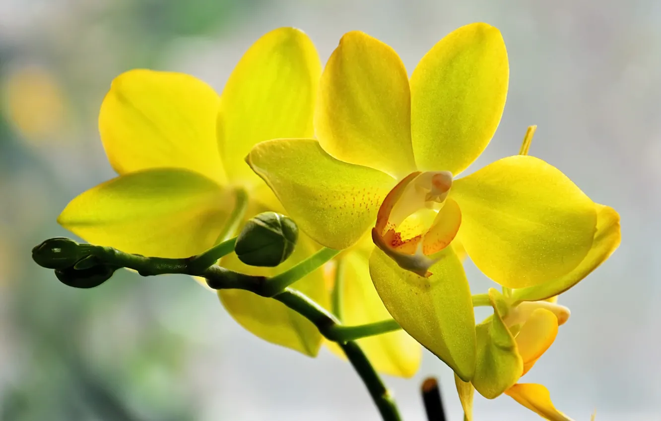 Фото обои макро, цветы, природа, орхидея