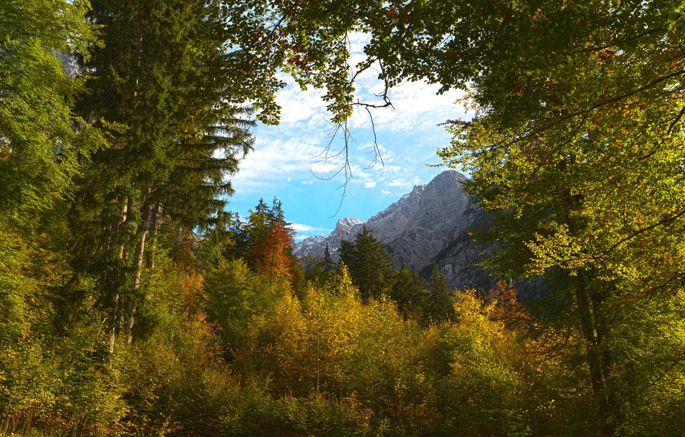 Фото обои осень, лес, небо, облака, деревья, горы, ветки, природа