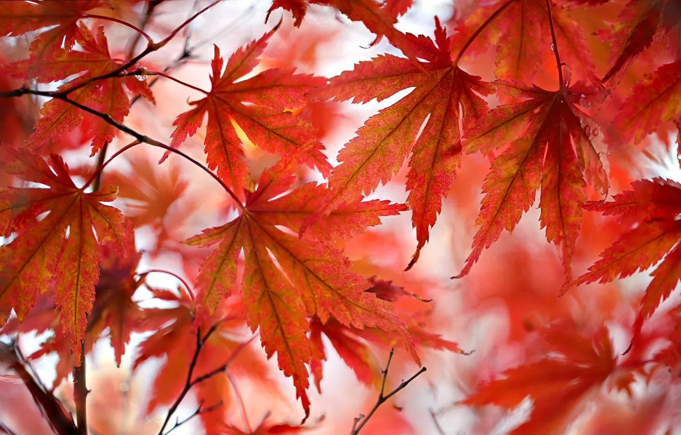 Фото обои осень, листья, багрянец