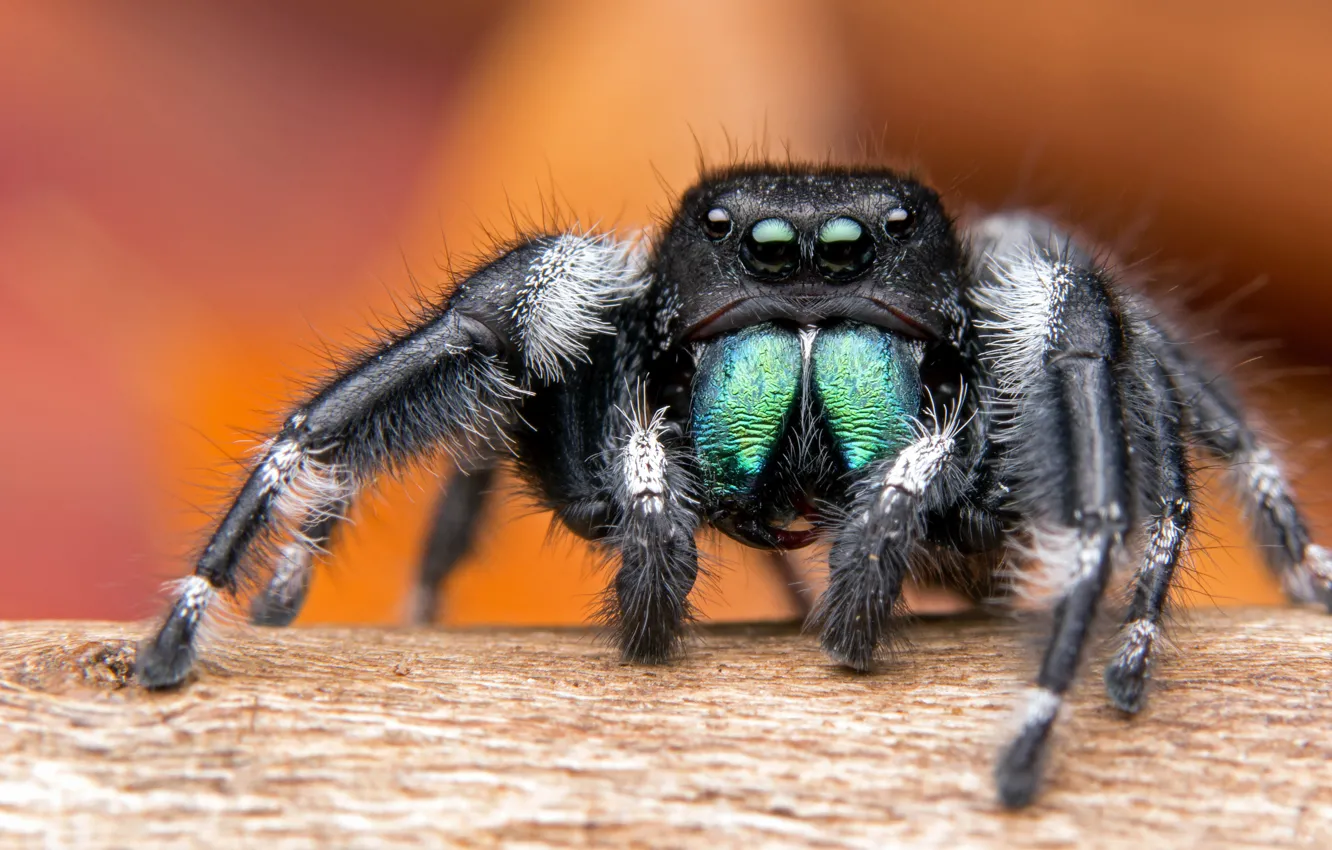 Phidippus Audax (паук-скакун)