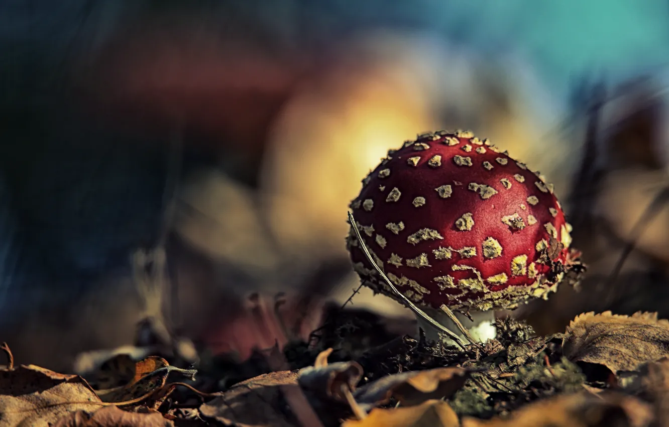 Фото обои осень, листья, природа, гриб, мухомор