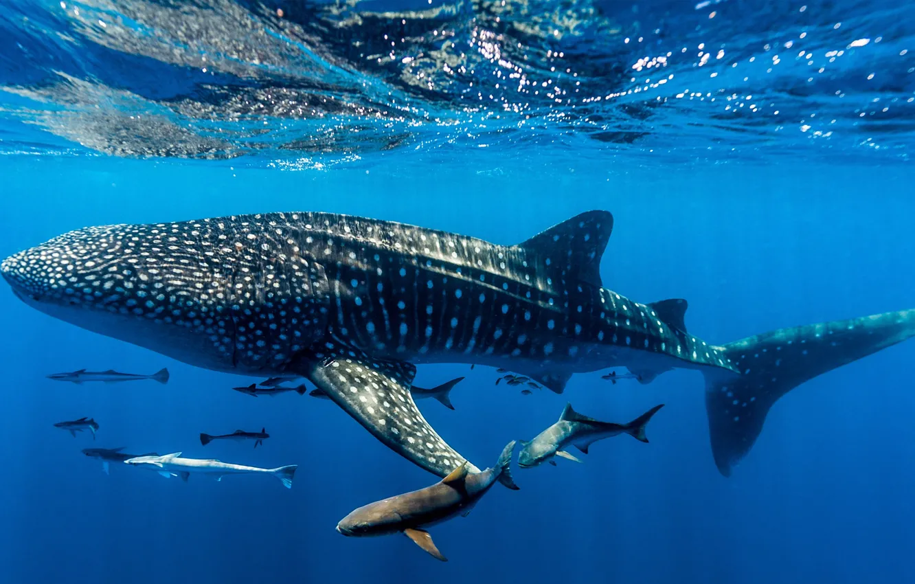 Фото обои под водой, Западная Австралия, Western Australia, Whale shark, Китовая акула, Ningaloo Reef, риф Нингалу