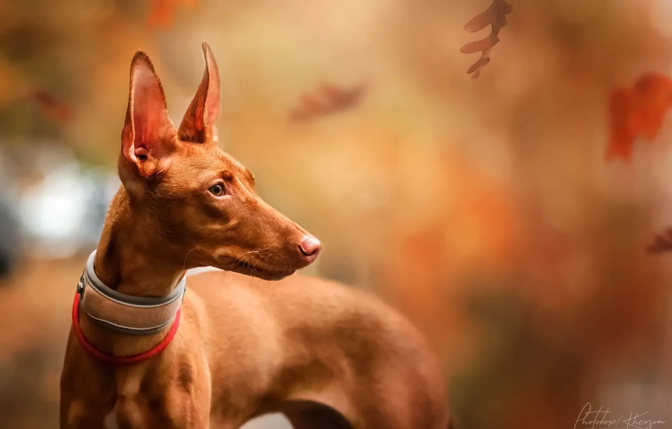Фото обои осень, листья, природа, животное, собака, фараон, профиль, пёс