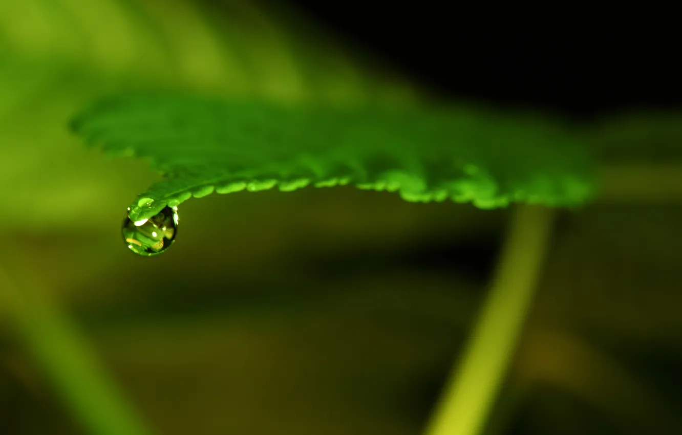 Фото обои зелень, вода, макро, лист, фон, прозрачная, капелька