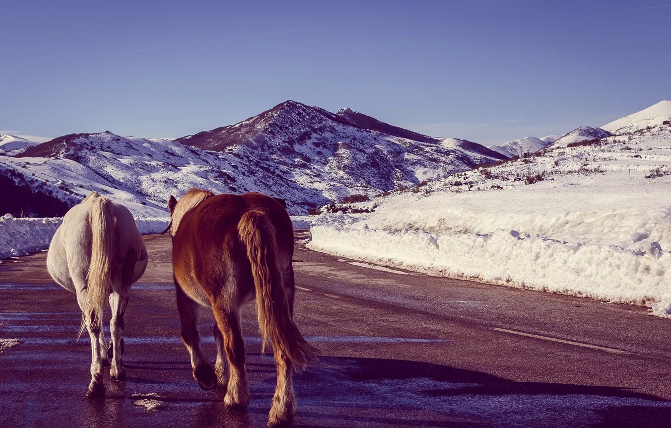 Фото обои зима, дорога, небо, снег, горы, тень, лошади, солнечно
