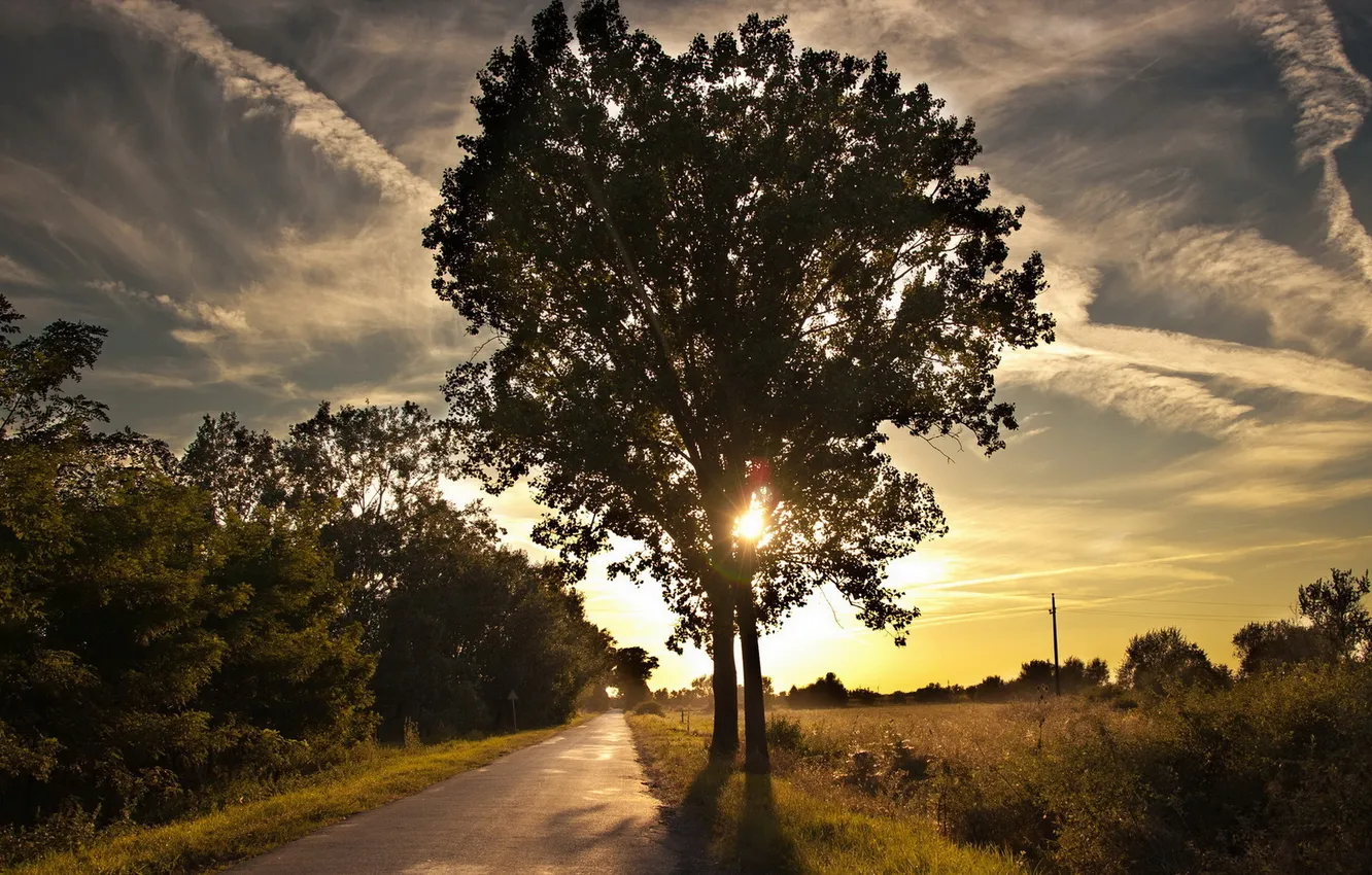 Фото обои дорога, пейзаж, закат, дерево