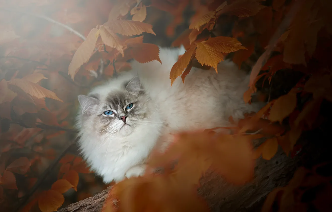 Фото обои осень, кошка, кот, взгляд, листья, ветки, природа, бревно