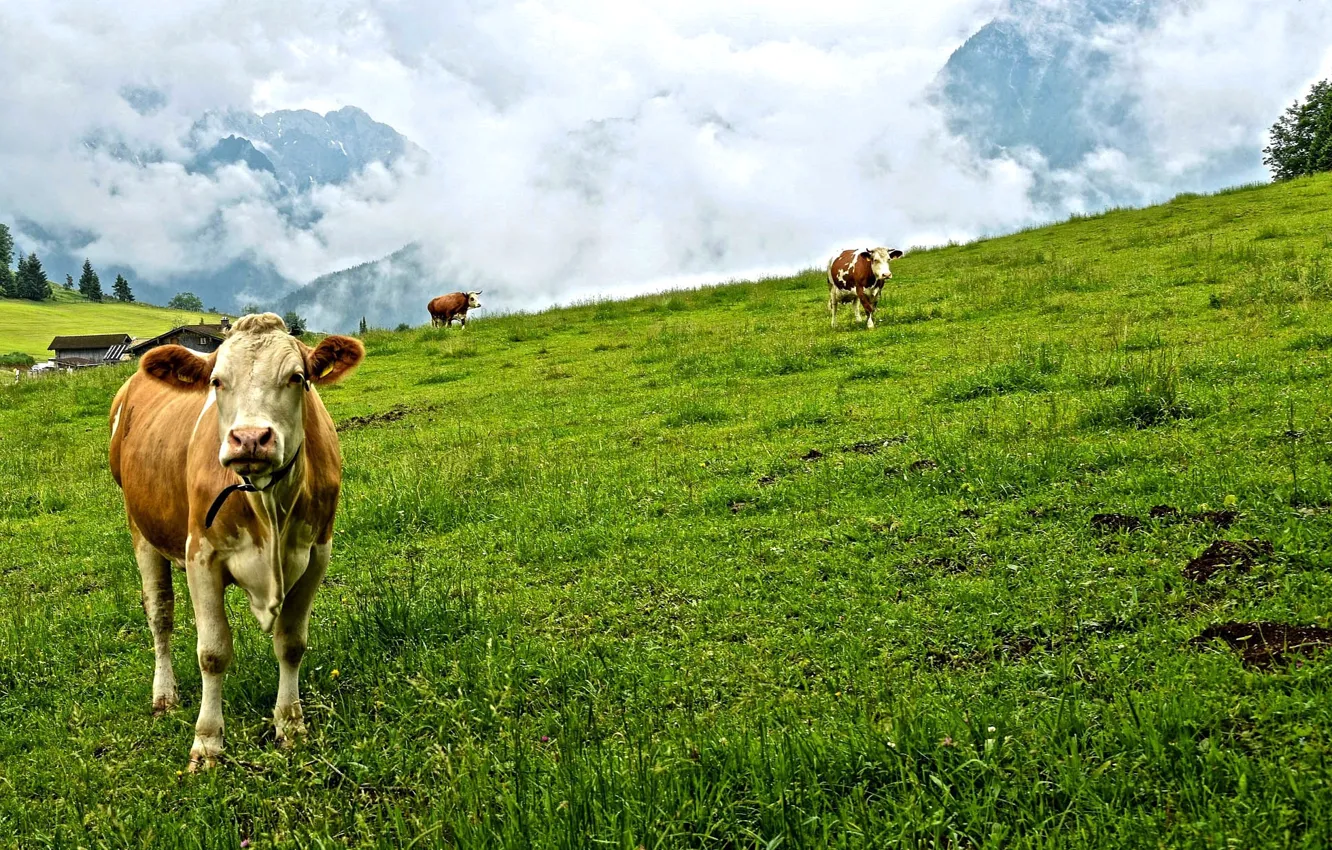 Фото обои зелень, лес, трава, облака, деревья, горы, коровы, луг