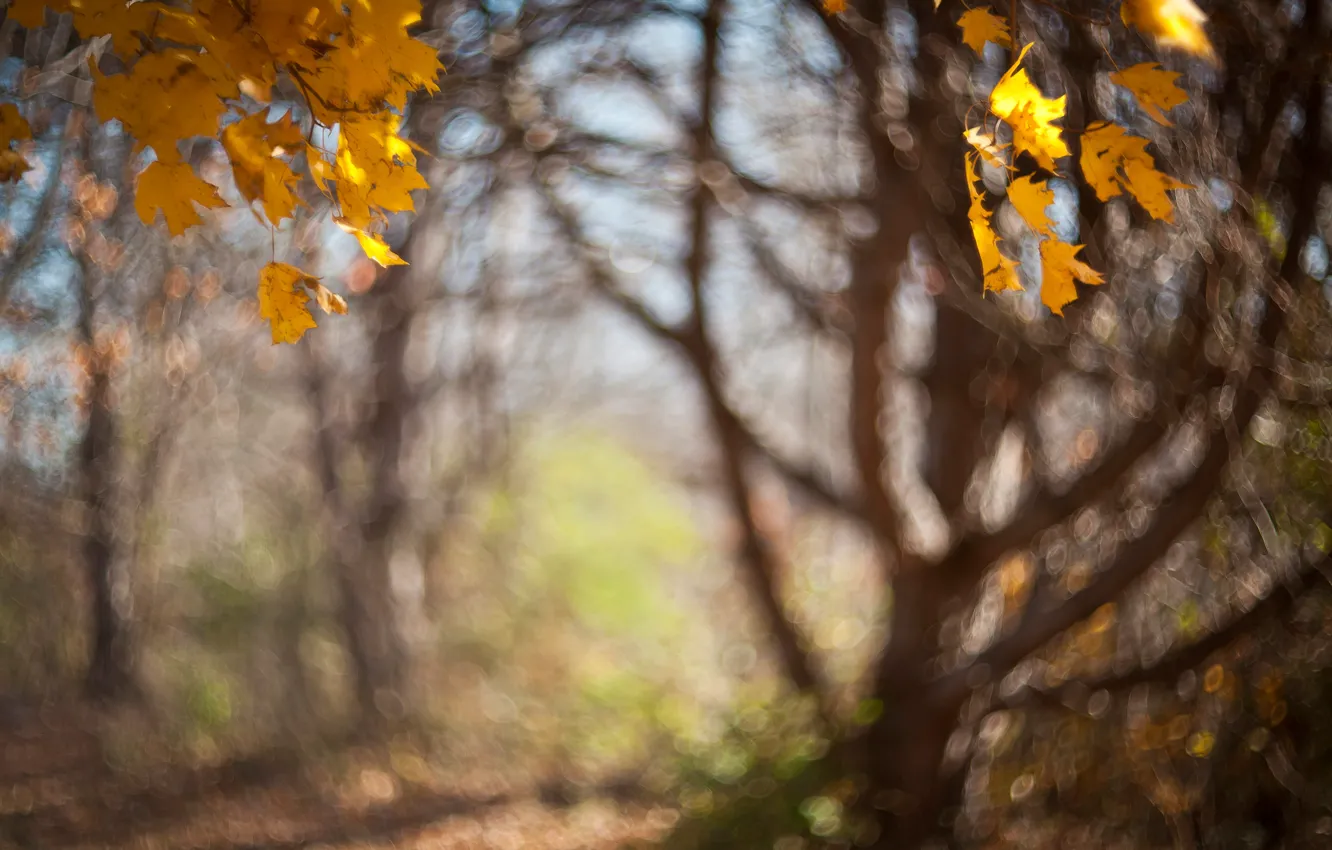Фото обои осень, листья, свет, деревья, ветки, природа, парк, фон
