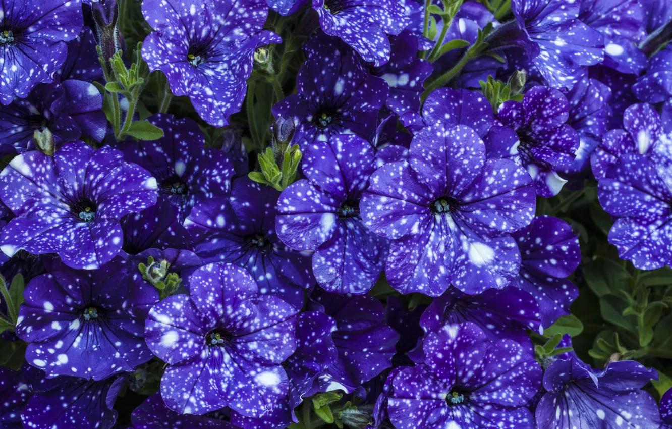 Фото обои фиолетовый, цветы, красивые, петунья