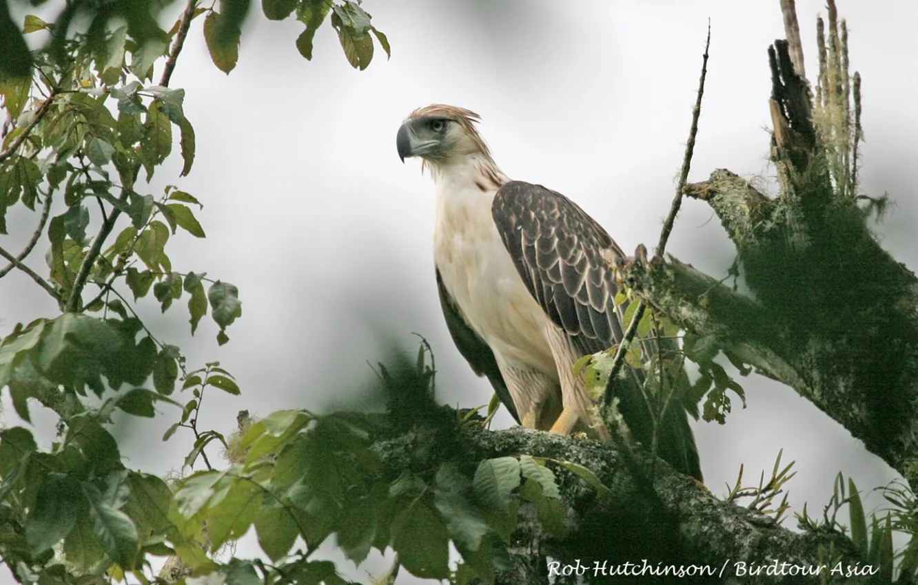 Фото обои bird, animal, large, wildlife, philippine-eagle-