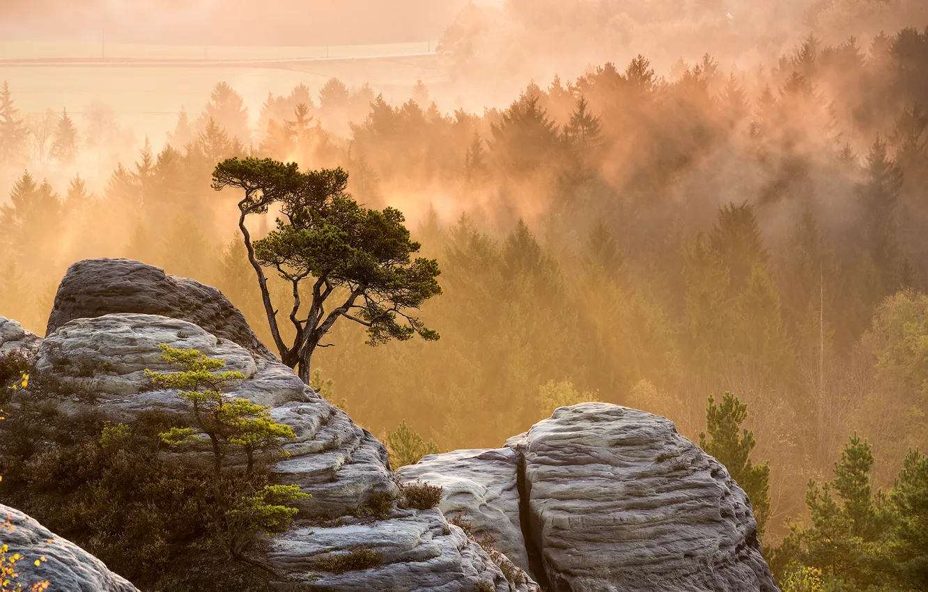 Фото обои лес, свет, природа, туман, камни, дерево, скалы, утро