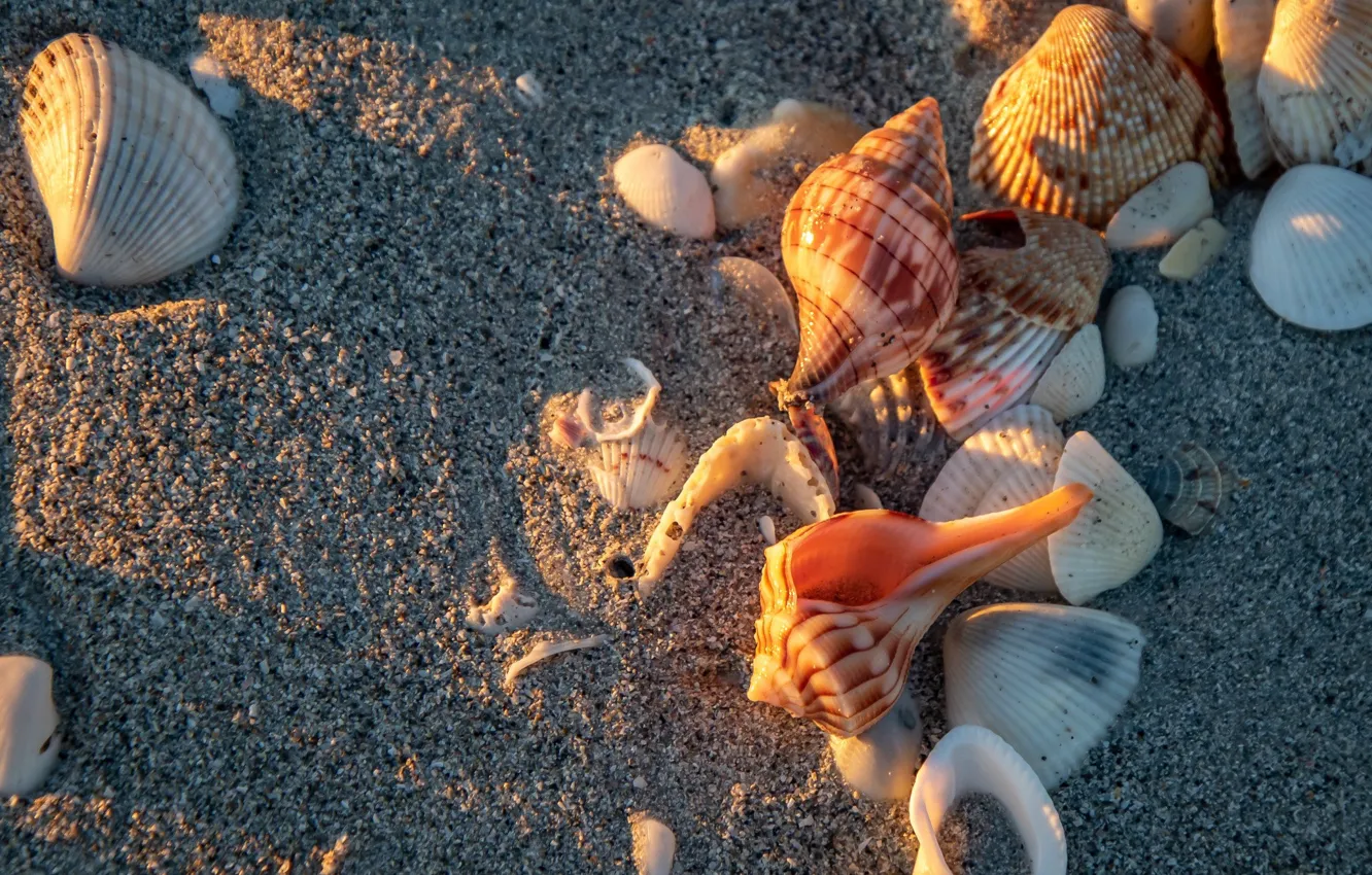 Фото обои песок, пляж, ракушки