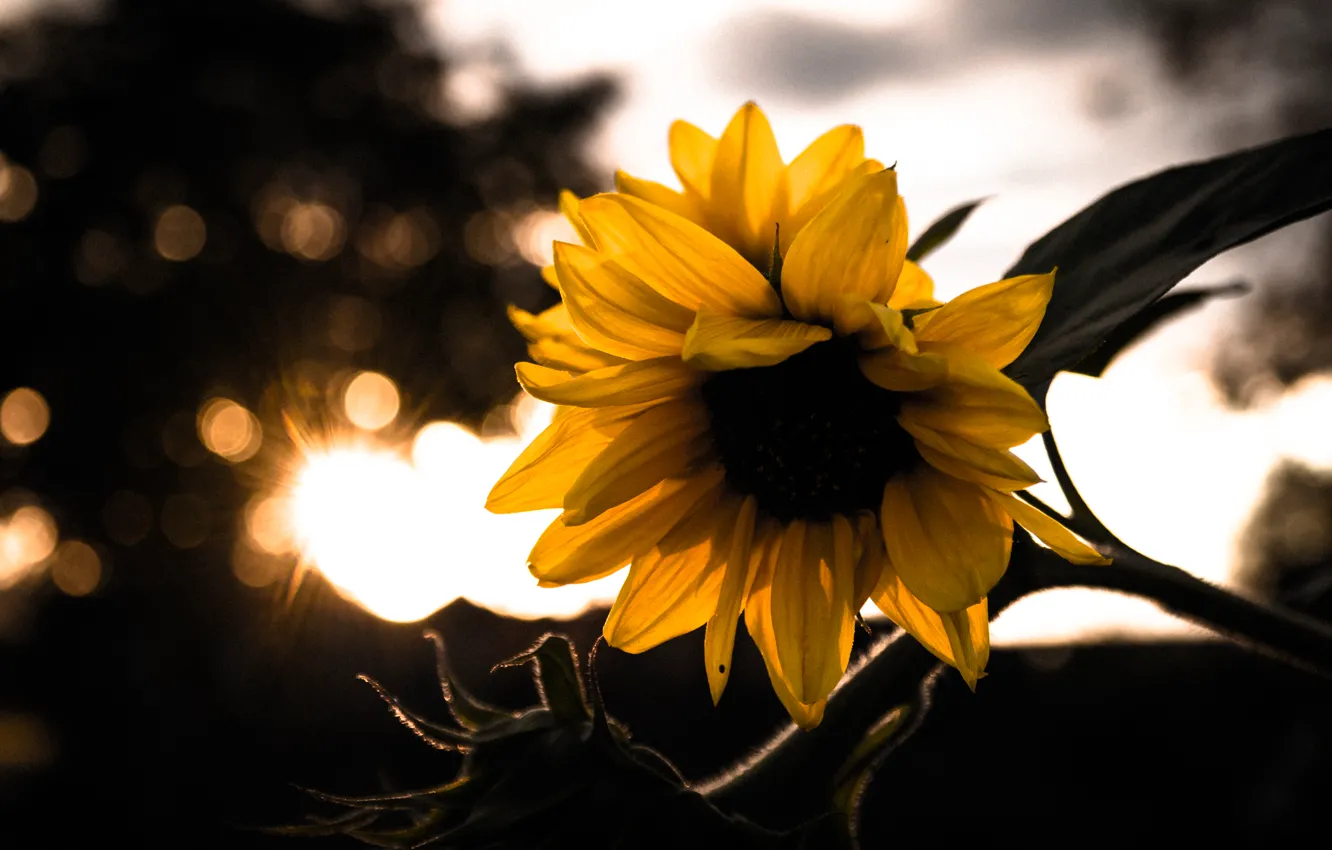 Фото обои Sunset, Autumn, Macro, Garden, Sunflower