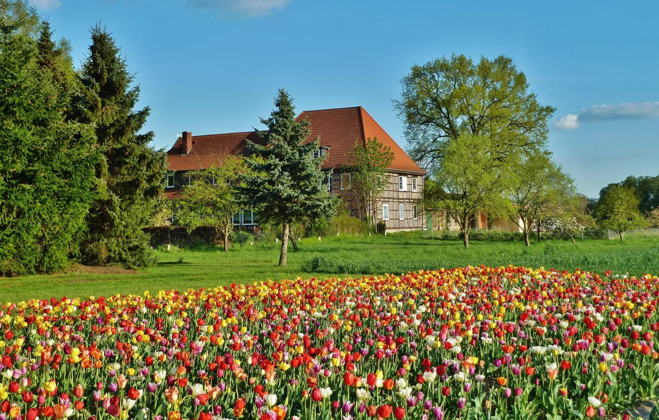 Фото обои поле, дом, весна, Тюльпаны, field, tulips, spring