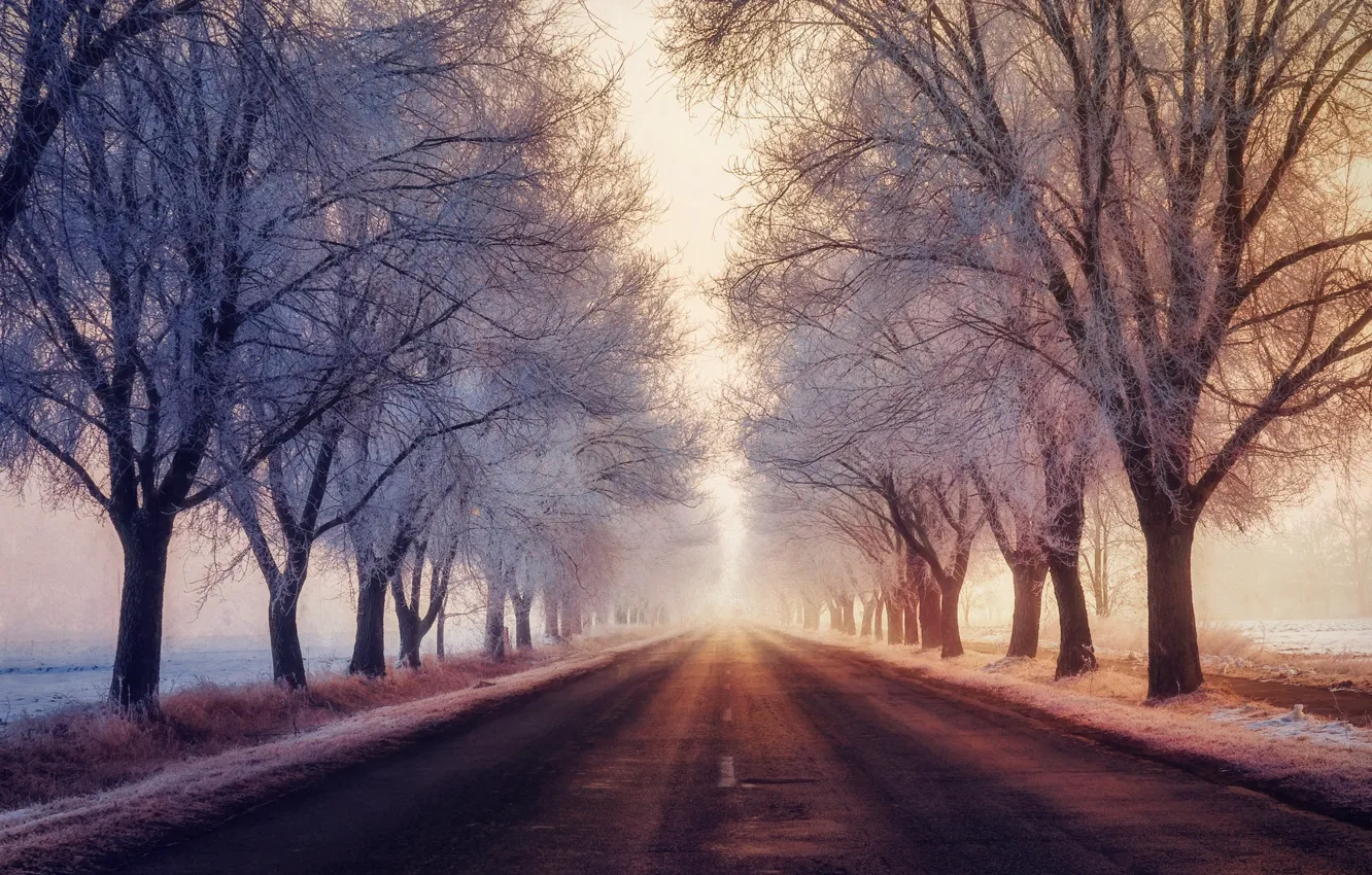 Фото обои зима, иней, дорога, туман