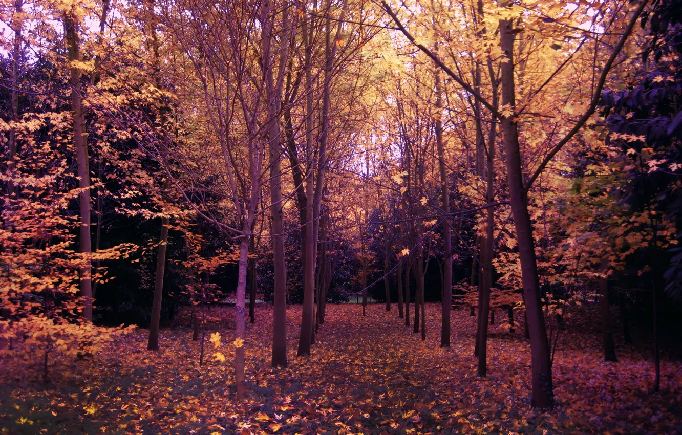 Фото обои Осень, Деревья, Лес, Парк, Fall, Park, Autumn, Forest